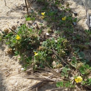  - Medicago littoralis var. littoralis