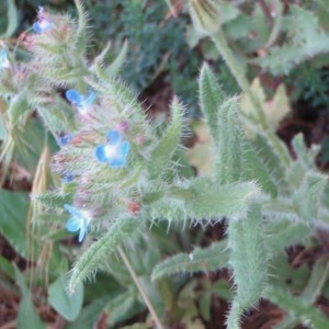 Photographie n°44841 du taxon Anchusa arvensis (L.) M.Bieb. [1808]