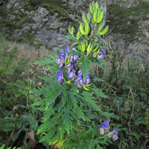  - Aconitum variegatum subsp. pyrenaicum Vivant [1981]