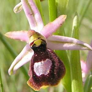 Photographie n°44843 du taxon Ophrys bertolonii Moretti [1823]