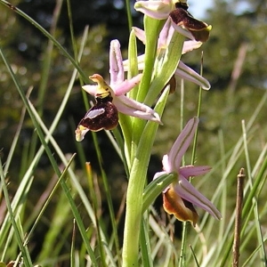 Photographie n°44844 du taxon Ophrys bertolonii Moretti [1823]