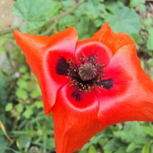 Photographie n°44845 du taxon Papaver rhoeas L. [1753]