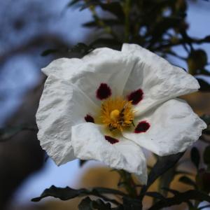 Photographie n°44853 du taxon Cistus ladanifer L. [1753]