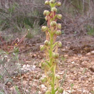 Photographie n°44862 du taxon Himantoglossum anthropophorum (L.) Spreng. [1826]