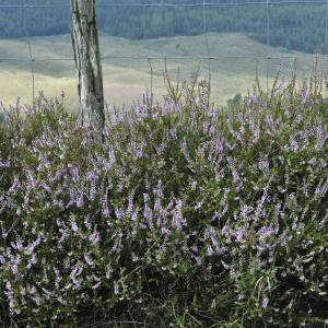 Photographie n°44869 du taxon Calluna vulgaris (L.) Hull