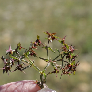 Photographie n°44870 du taxon Euphorbia exigua L. [1753]