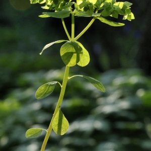 Photographie n°44871 du taxon Euphorbia L.