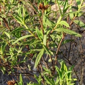 Photographie n°44879 du taxon Cistus monspeliensis L. [1753]