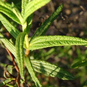 Photographie n°44880 du taxon Cistus monspeliensis L. [1753]