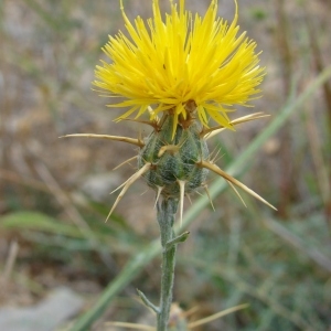 Photographie n°44882 du taxon Centaurea solstitialis L. [1753]