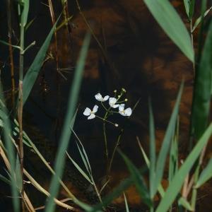  - Sagittaria graminea Michx. [1803]