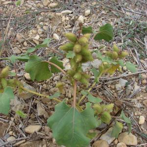 Photographie n°44900 du taxon Xanthium strumarium L. [1753]