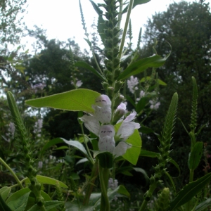  - Physostegia virginiana (L.) Benth. [1829]