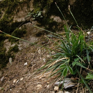 Photographie n°44904 du taxon Carex brevicollis DC. [1815]