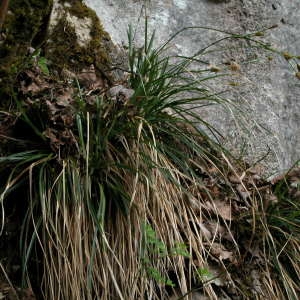 Photographie n°44905 du taxon Carex brevicollis DC. [1815]