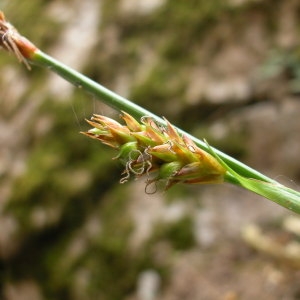 Photographie n°44906 du taxon Carex brevicollis DC. [1815]