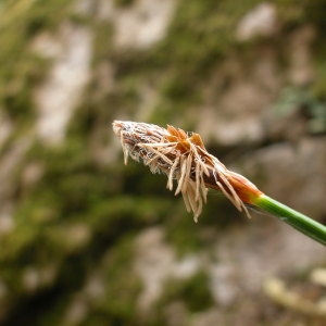 Photographie n°44907 du taxon Carex brevicollis DC. [1815]