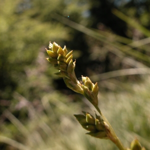 Photographie n°44911 du taxon Carex curta Gooden. [1794]