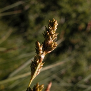 Photographie n°44912 du taxon Carex curta Gooden. [1794]