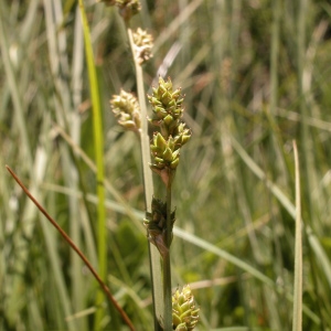 Photographie n°44913 du taxon Carex curta Gooden. [1794]