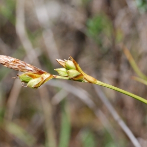 Photographie n°44922 du taxon Carex L. [1753]