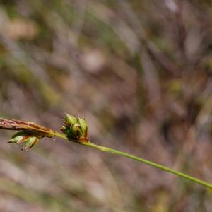 Photographie n°44924 du taxon Carex L. [1753]