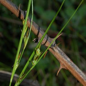 Photographie n°44925 du taxon Carex distachya Desf. [1799]