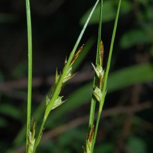 Photographie n°44926 du taxon Carex distachya Desf. [1799]