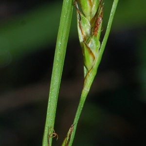 Photographie n°44927 du taxon Carex distachya Desf. [1799]