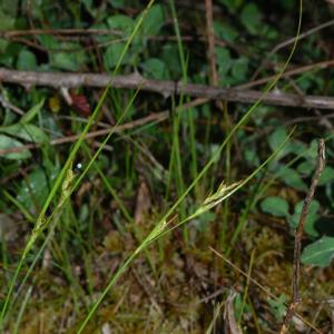 Photographie n°44929 du taxon Carex distachya Desf. [1799]