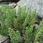  Catherine MAHYEUX - Alyssum alyssoides (L.) L. [1759]