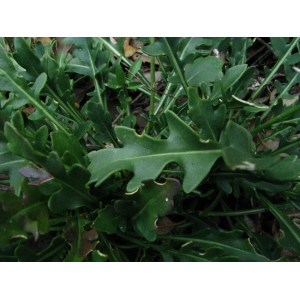 Brassica repanda subsp. galissieri (Giraudias) Heywood (Chou de Galissier)