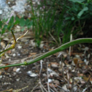  - Brassica repanda subsp. galissieri (Giraudias) Heywood [1964]