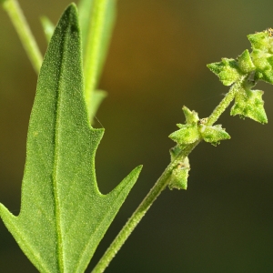 Photographie n°44945 du taxon Atriplex patula L. [1753]