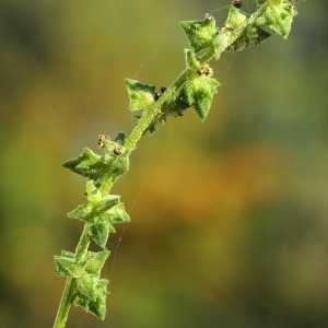 Photographie n°44946 du taxon Atriplex patula L. [1753]