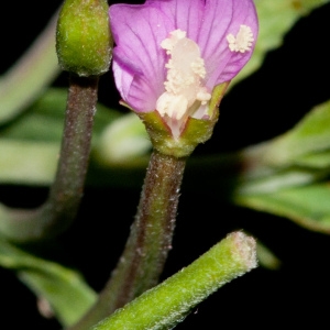 Photographie n°44960 du taxon Epilobium tetragonum subsp. tetragonum