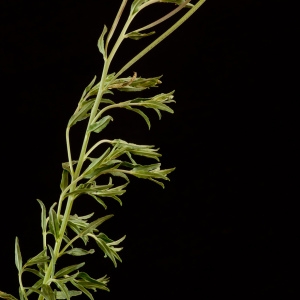  - Epilobium tetragonum subsp. tetragonum