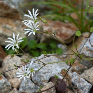 Photographie n°44962 du taxon Stellaria nemorum subsp. montana (Pierrat) Berher [1887]