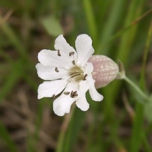 Silene cucubalus subsp. alpina (Lam.) Dostál (Silène à une fleur)