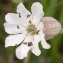  Valérie BRUNEAU-QUEREY - Silene maritima With. [1796]