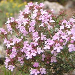 Photographie n°44968 du taxon Lamiaceae 