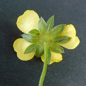 Photographie n°44976 du taxon Potentilla reptans L. [1753]