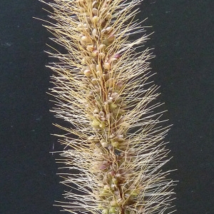 Photographie n°44991 du taxon Setaria viridis subsp. pycnocoma (Steud.) Tzvelev [1969]