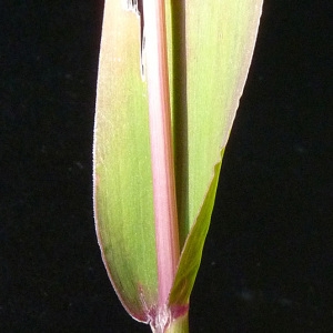 Photographie n°44992 du taxon Setaria viridis subsp. pycnocoma (Steud.) Tzvelev [1969]