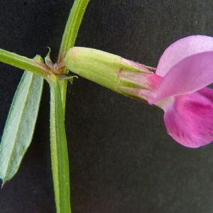 Photographie n°44994 du taxon Vicia sativa subsp. nigra (L.) Ehrh. [1780]