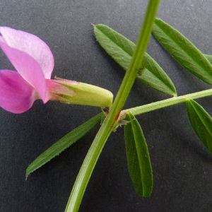 Photographie n°44995 du taxon Vicia sativa subsp. nigra (L.) Ehrh. [1780]