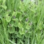  Pierre CONSTANT - Aristolochia rotunda subsp. rotunda