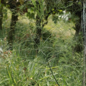 Photographie n°44998 du taxon Asparagus officinalis L. [1753]