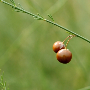 Photographie n°44999 du taxon Asparagus officinalis L. [1753]