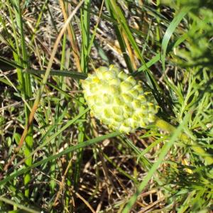 Photographie n°45001 du taxon Adonis vernalis L. [1753]